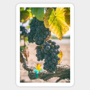 Grapes Sticker